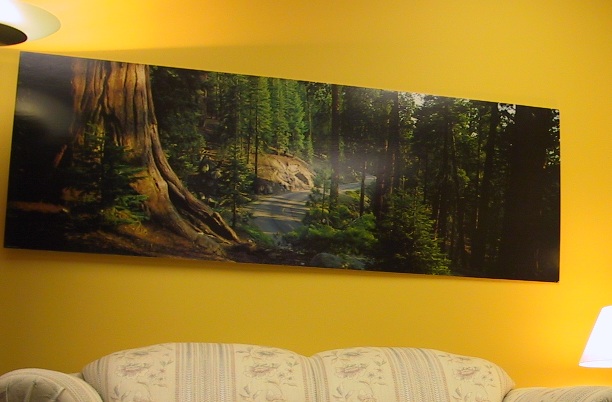 A picture depicting the Sequioa tree in Bergen and Associates office in Winnipeg Manitoba